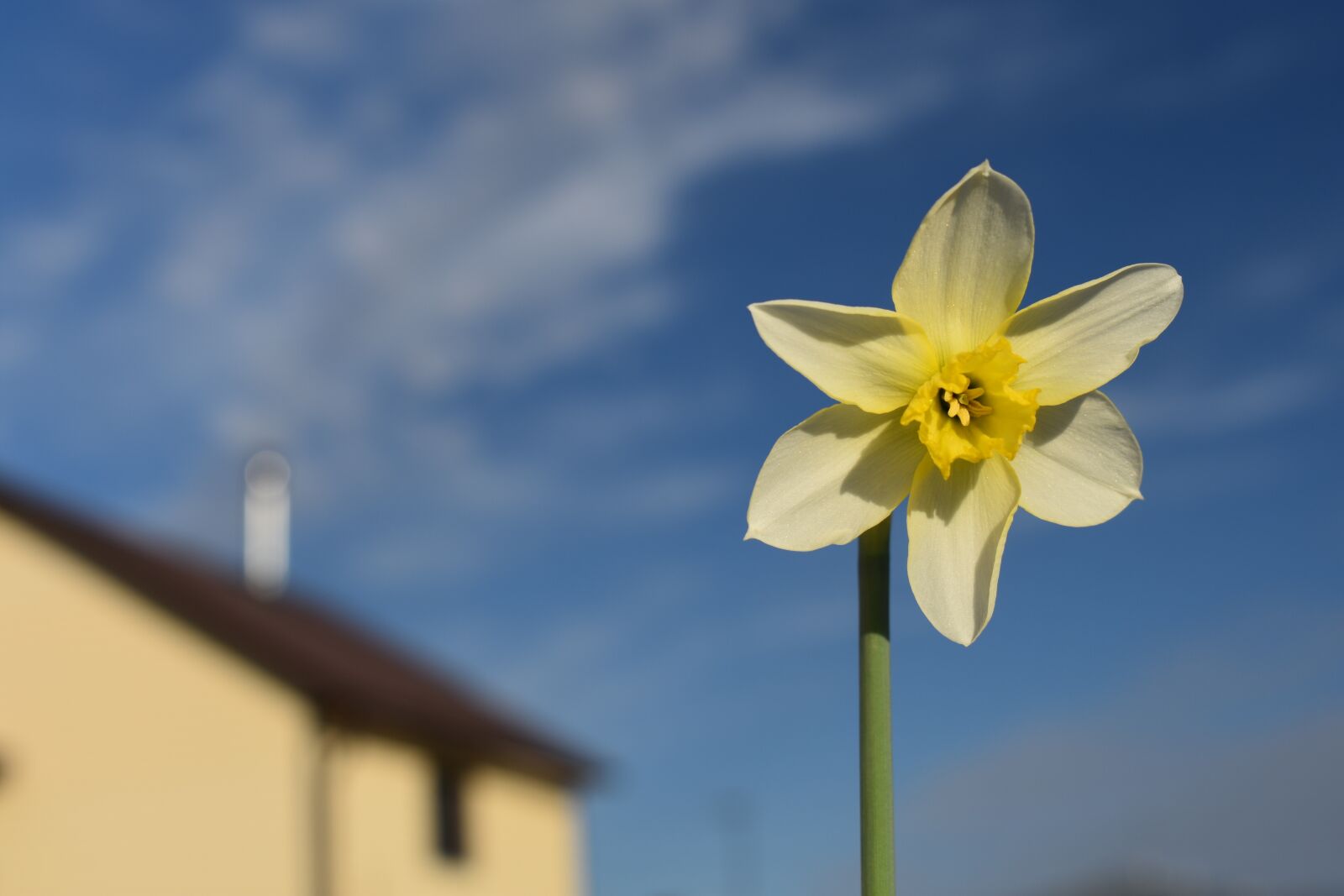 Nikon D3400 sample photo. Narcissus, sky, sun photography