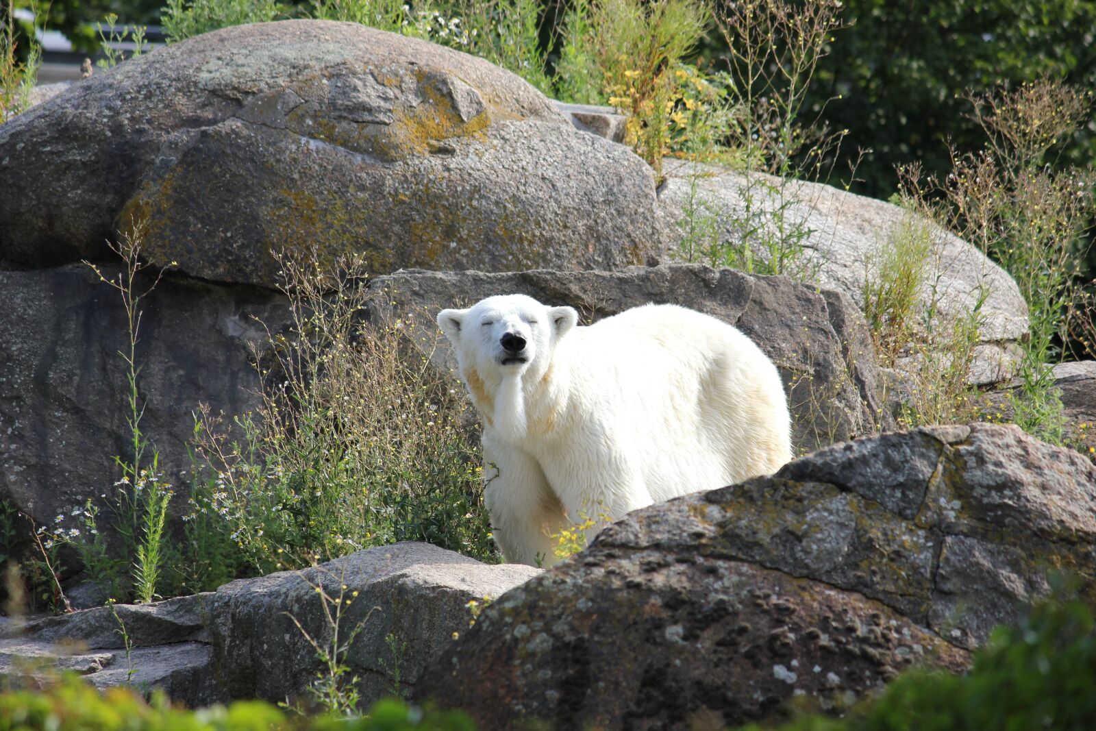 Canon EOS 550D (EOS Rebel T2i / EOS Kiss X4) sample photo. Climate change, polar bear photography