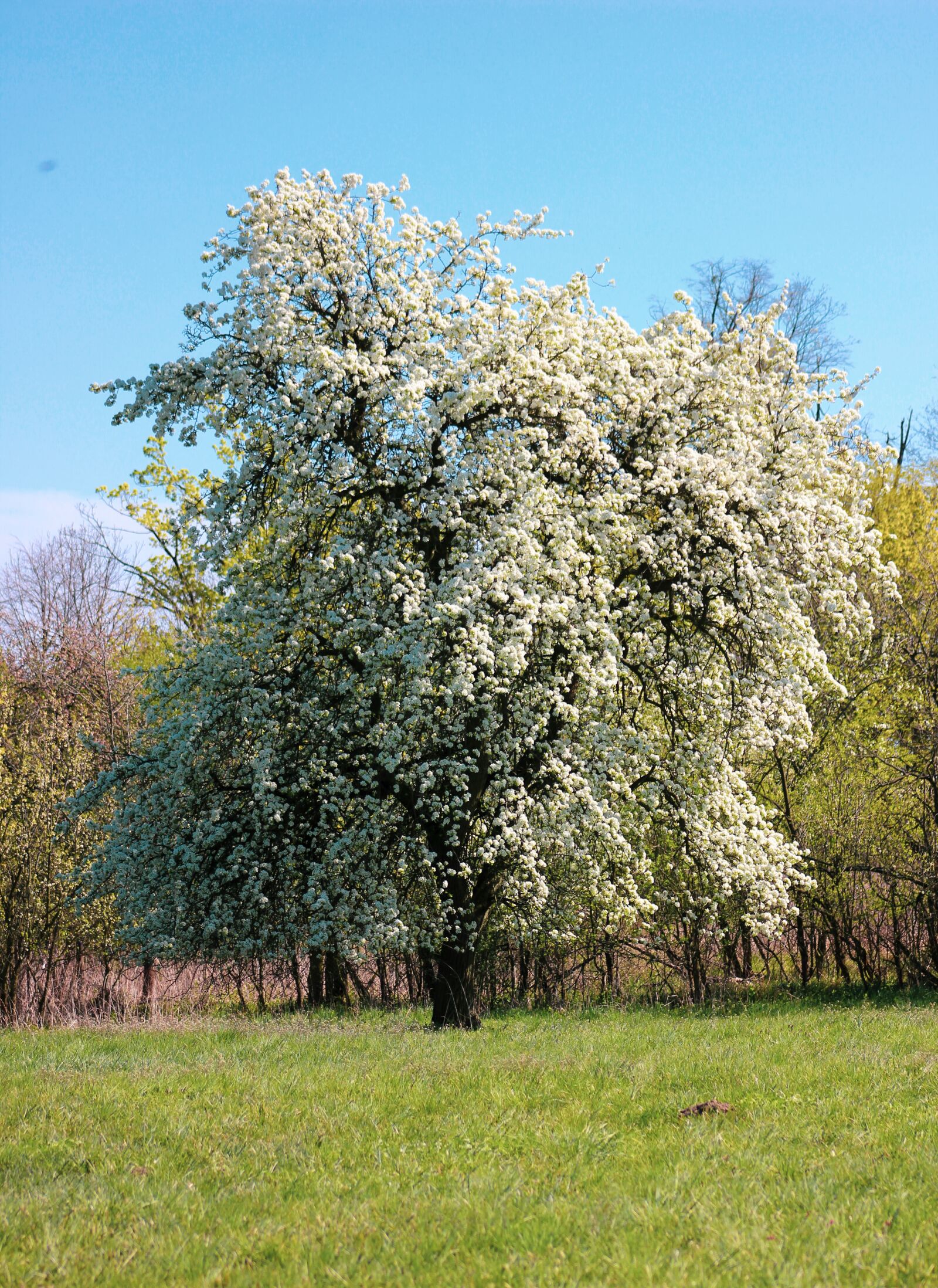 Canon EF75-300mm f/4-5.6 sample photo. Tree, spring, flowers photography