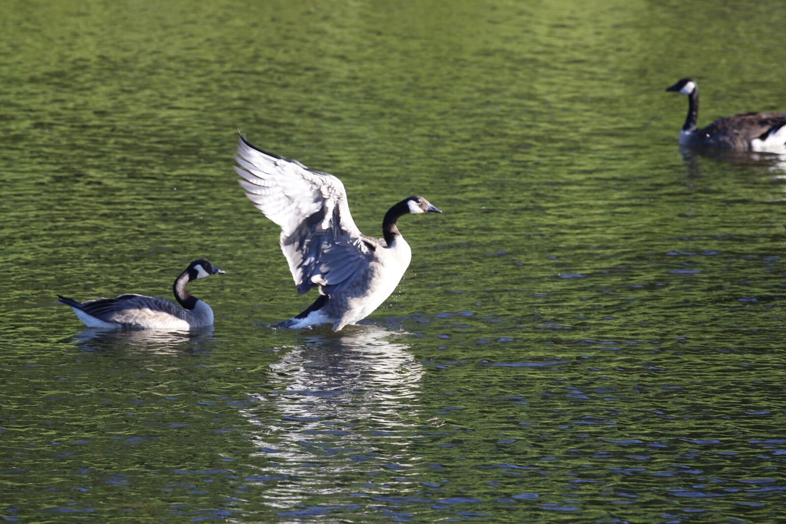 Canon EF 100-400mm F4.5-5.6L IS USM sample photo. Geese, water, nature photography