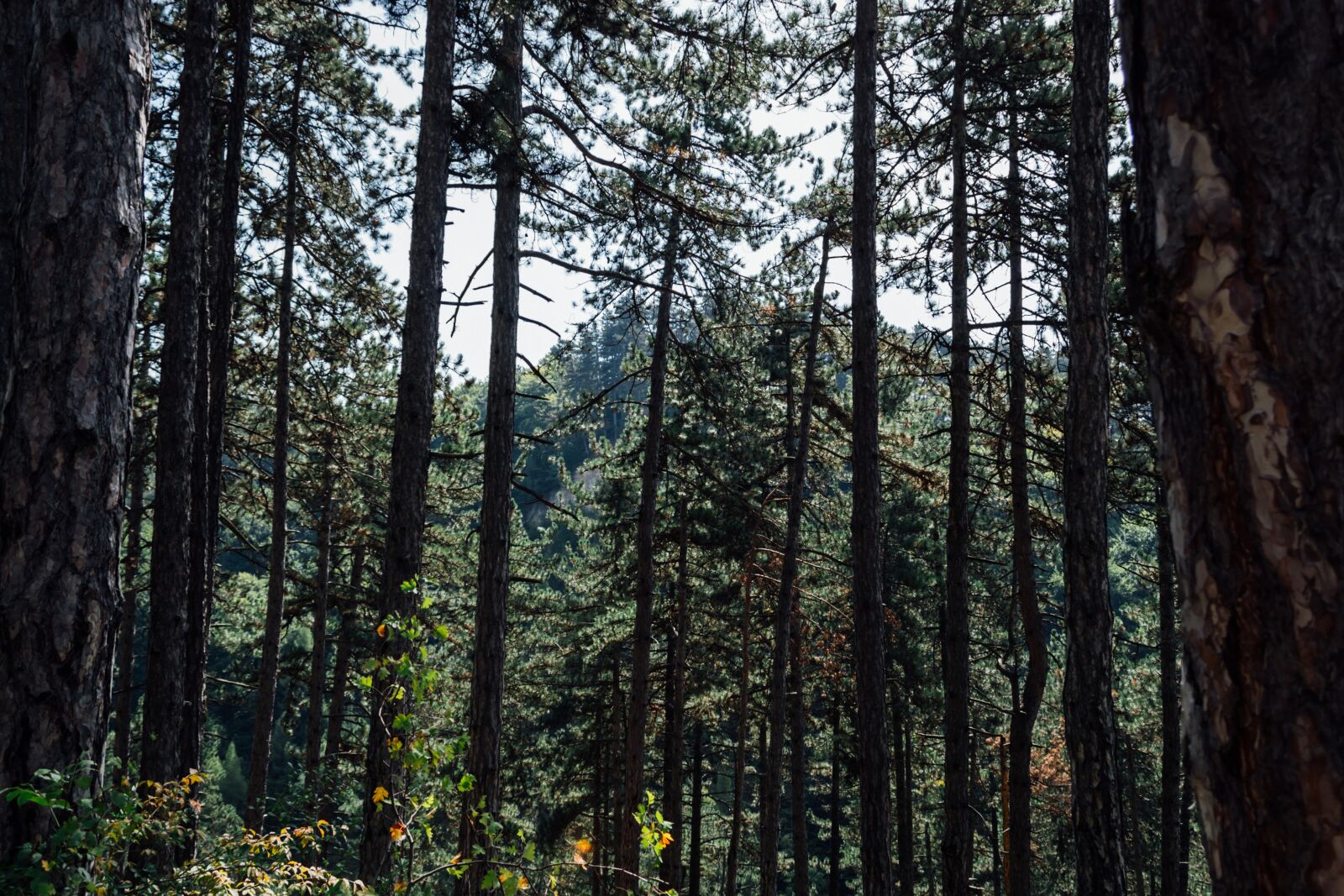 Nikon D3100 sample photo. Nature, conifers, crowns photography