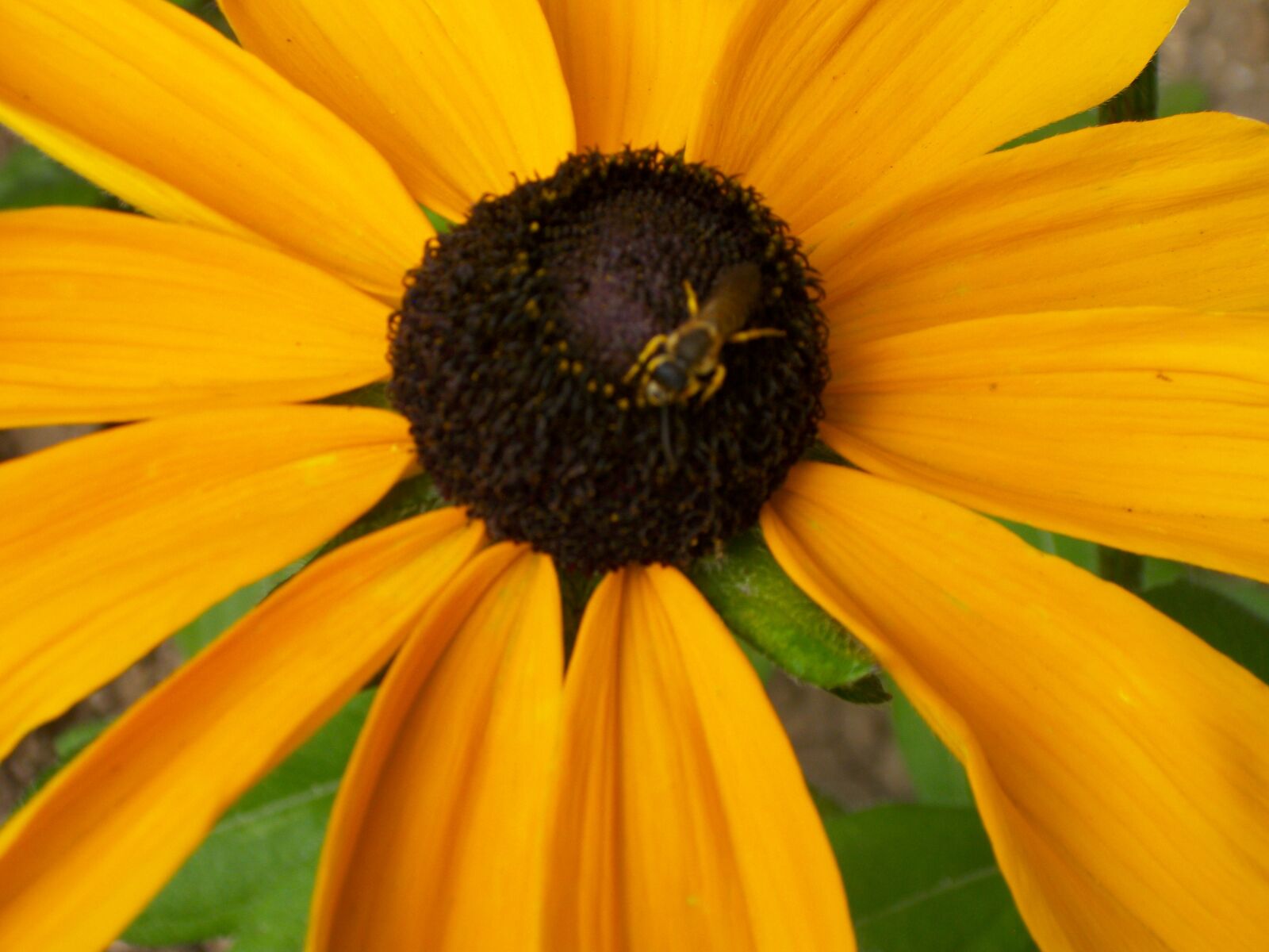 Pentax Optio M85 sample photo. Sunflower, flower, flowers photography