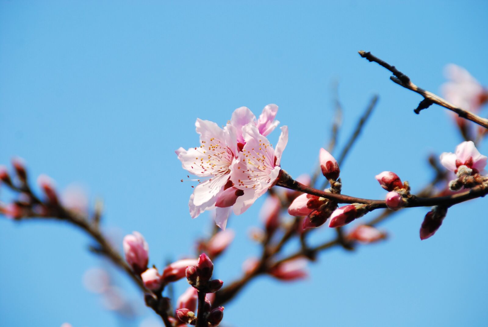 Nikon D40X sample photo. Flower, cherry blossoms, spring photography