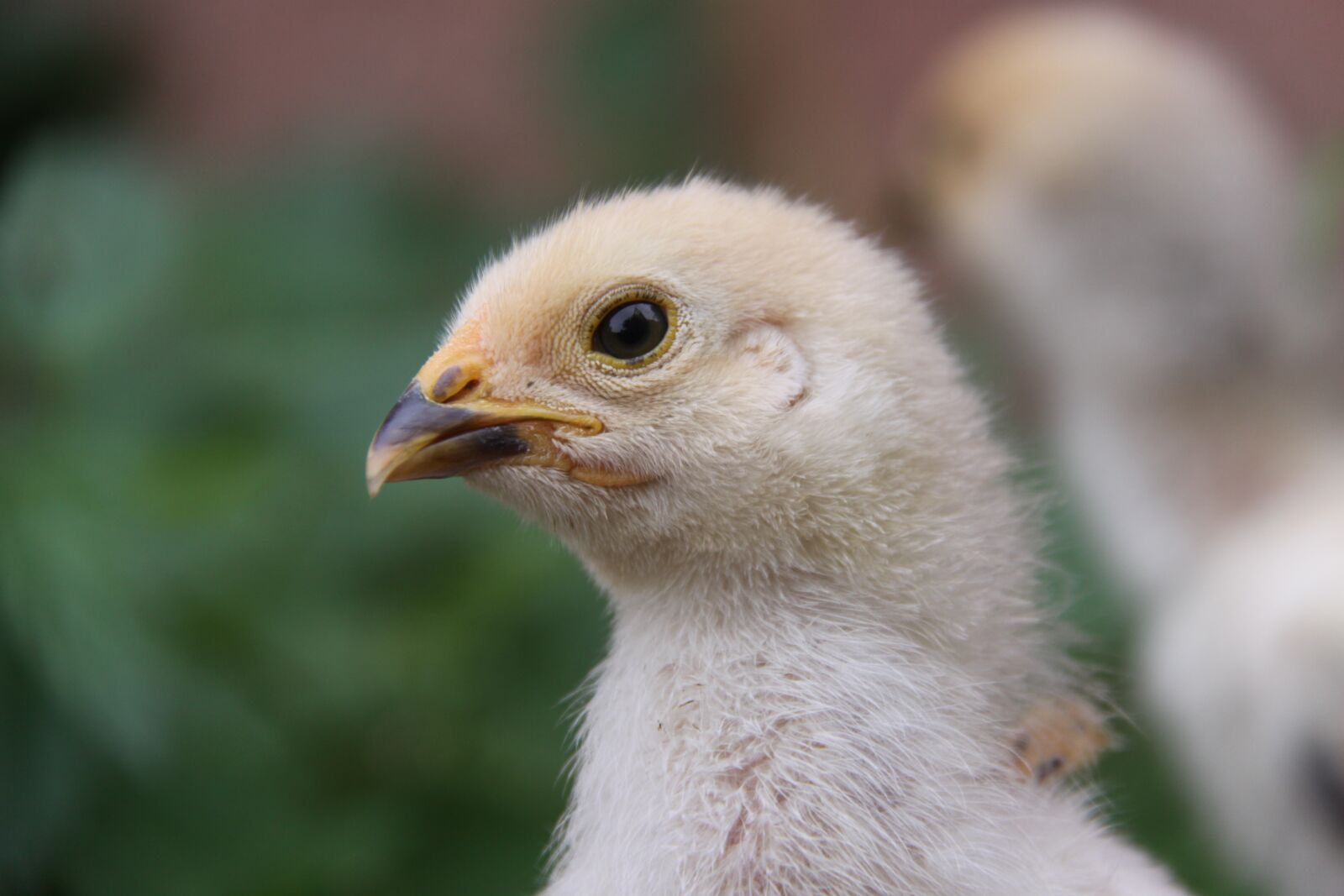 Canon EOS 50D sample photo. Chicken, chicks, fluff photography