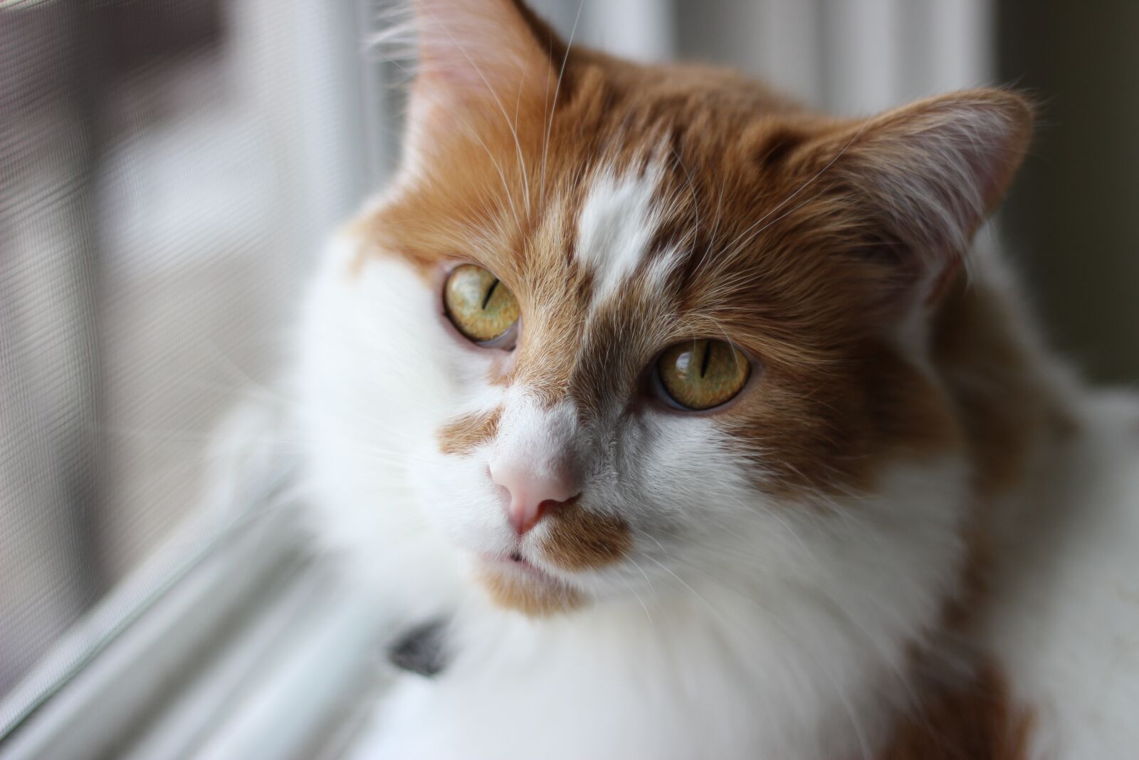 Canon EOS 600D (Rebel EOS T3i / EOS Kiss X5) + Canon EF 50mm F1.8 II sample photo. Cat, animal, domestic animal photography