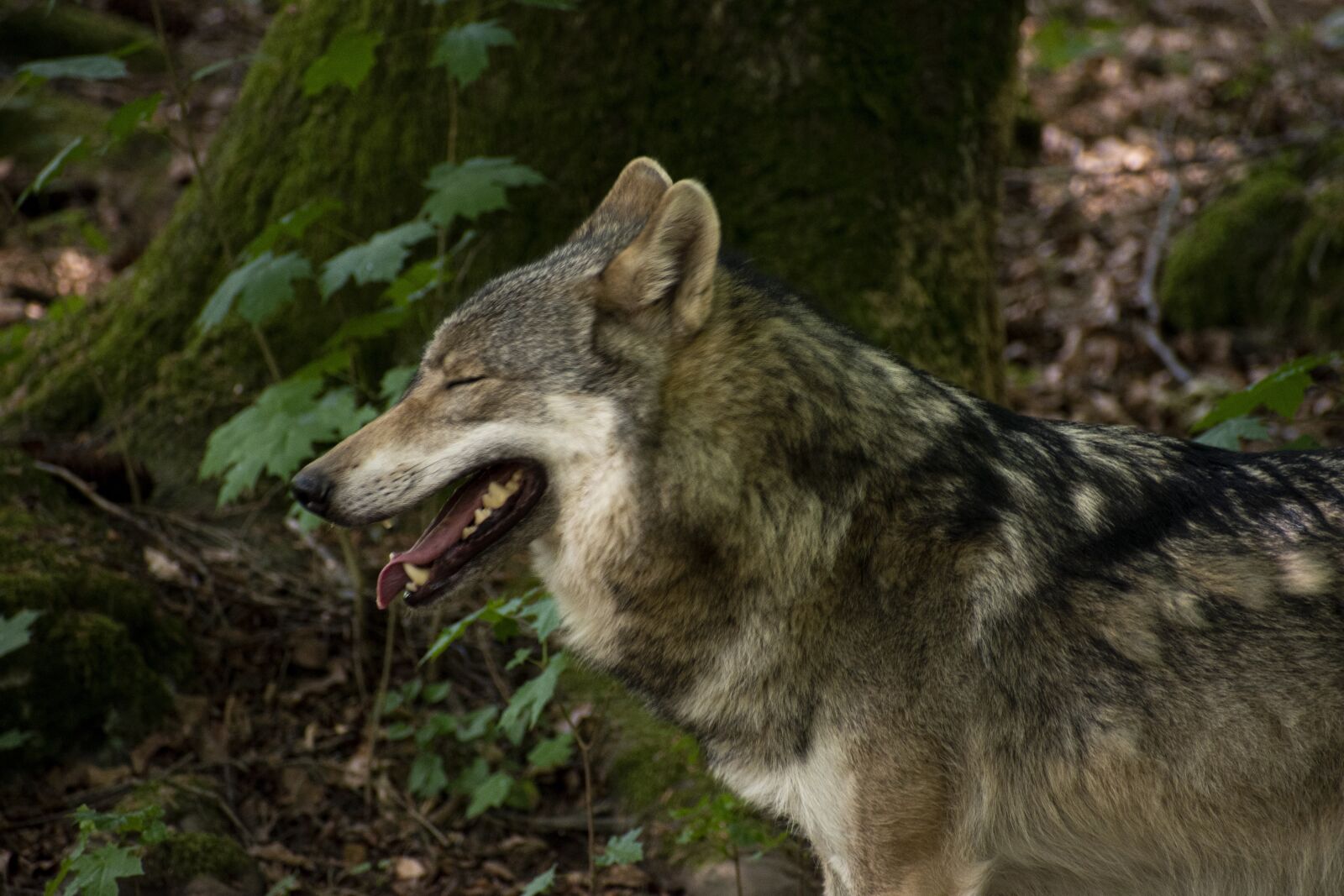 Nikon D5600 sample photo. Wolf, hächeln, free photography