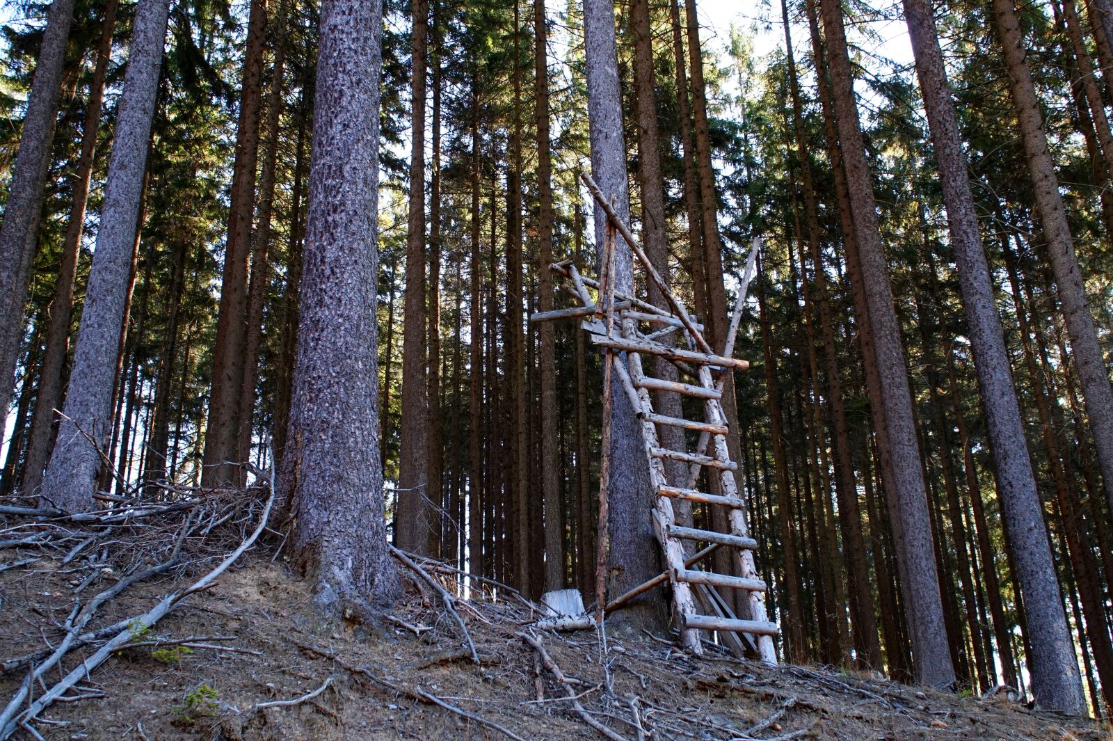 Sony Alpha a5000 (ILCE 5000) sample photo. Perch, forest, spruce photography