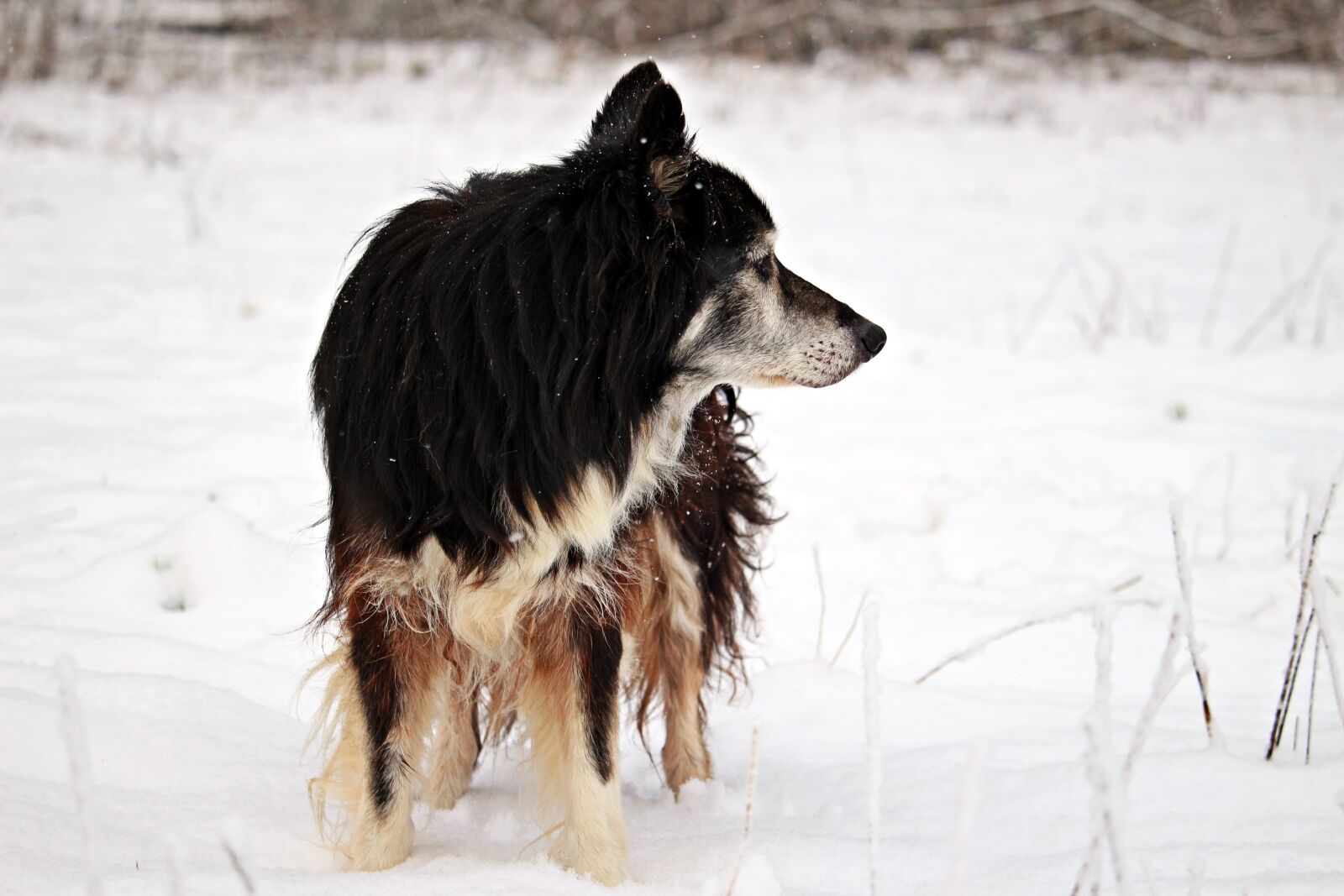 Canon EOS 100D (EOS Rebel SL1 / EOS Kiss X7) sample photo. Snow, winter, dog photography