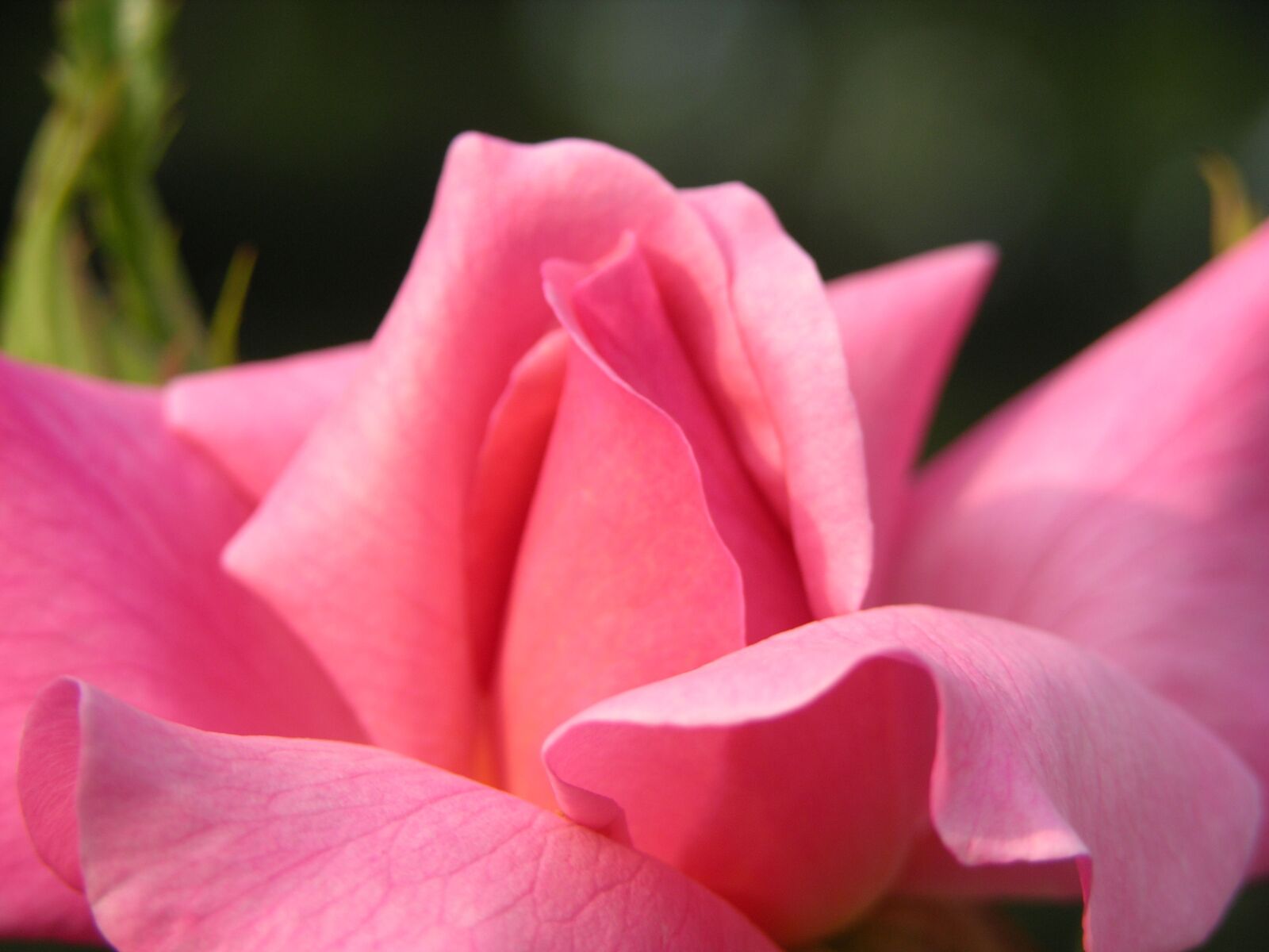 Nikon E8700 sample photo. Rose, pink, flower photography