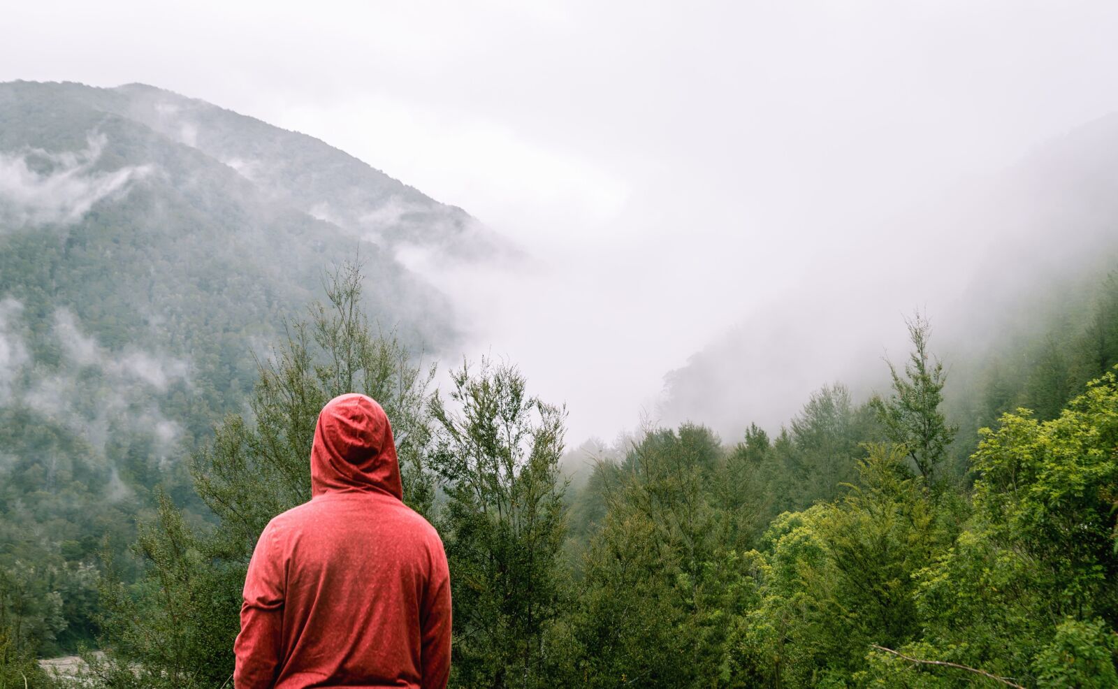 Nikon D610 sample photo. Trees, woods, fog, forest photography