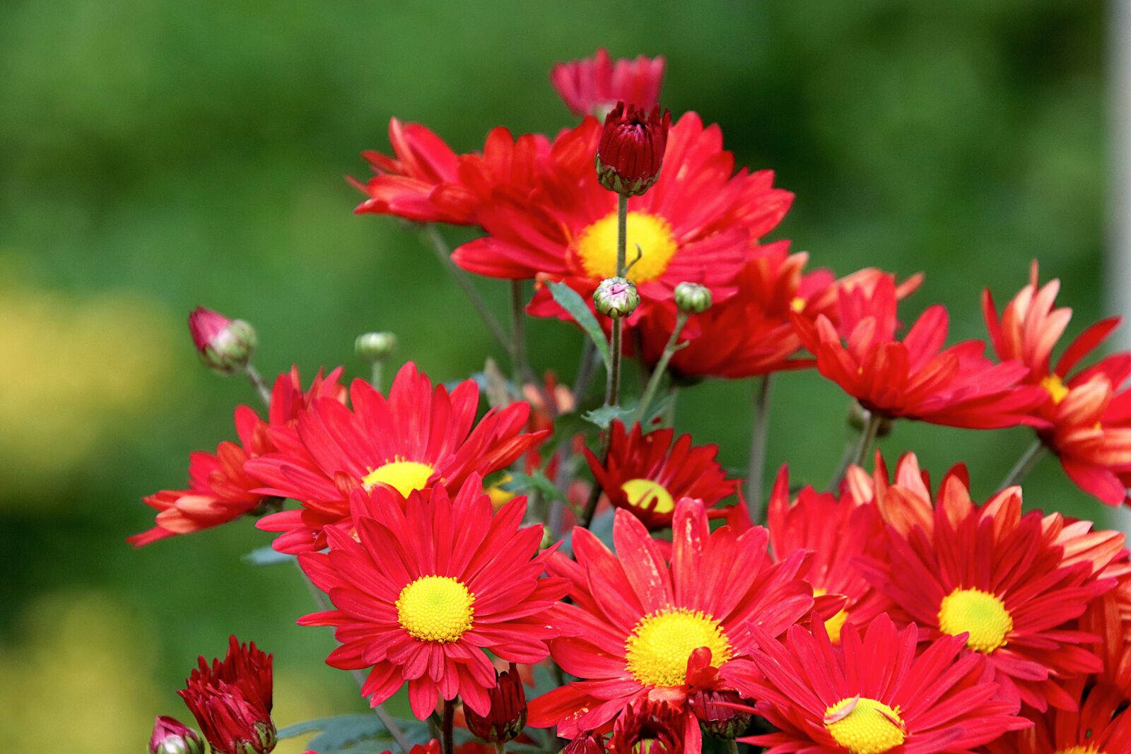 Canon EOS 800D (EOS Rebel T7i / EOS Kiss X9i) sample photo. Flowers, red color, heart photography