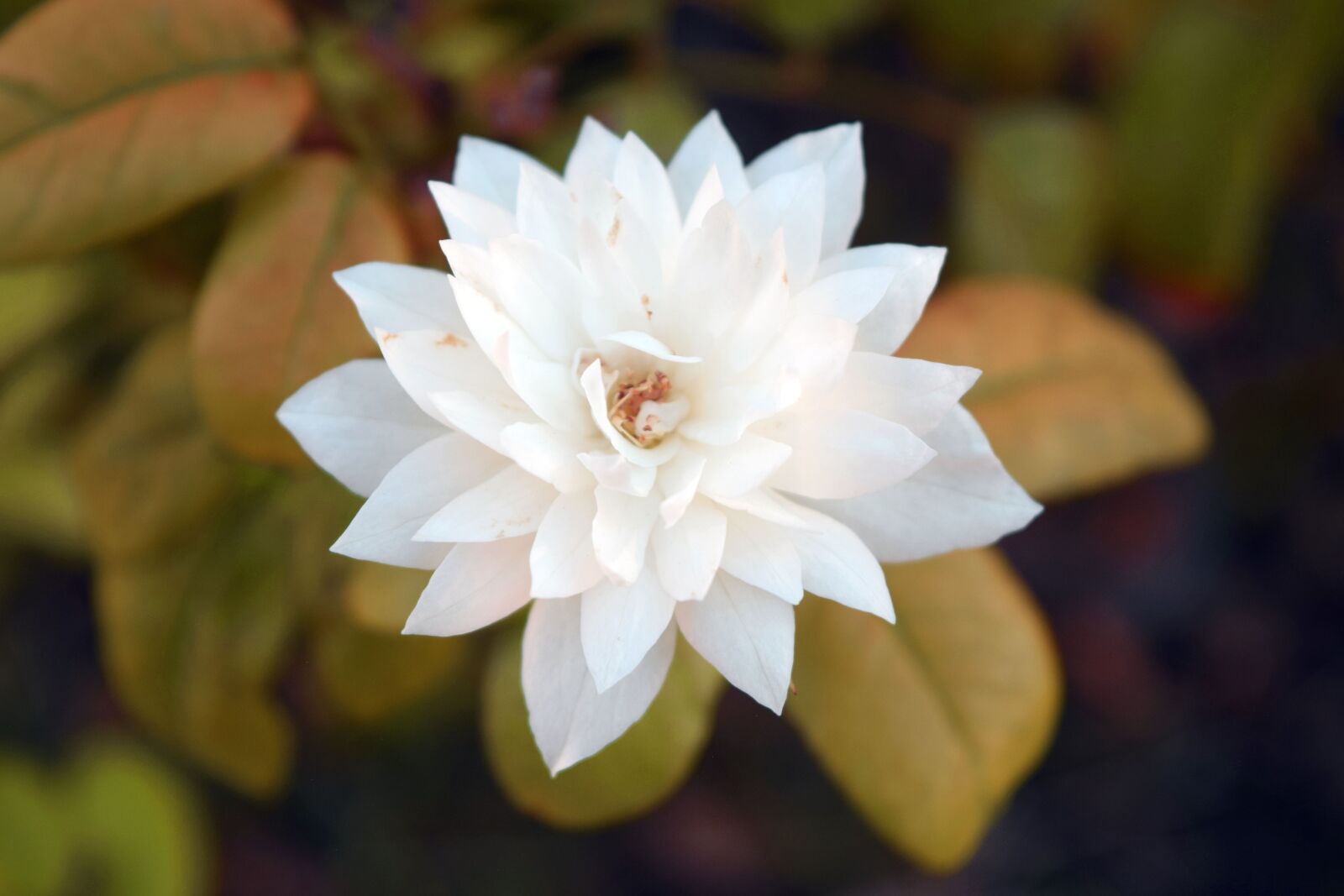 Nikon D5300 sample photo. Flowers, plants, nature photography