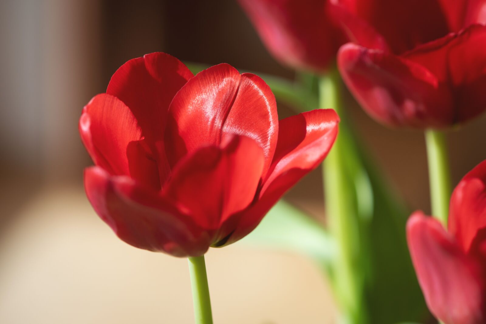 Nikon D750 sample photo. Flower, tulip, red photography