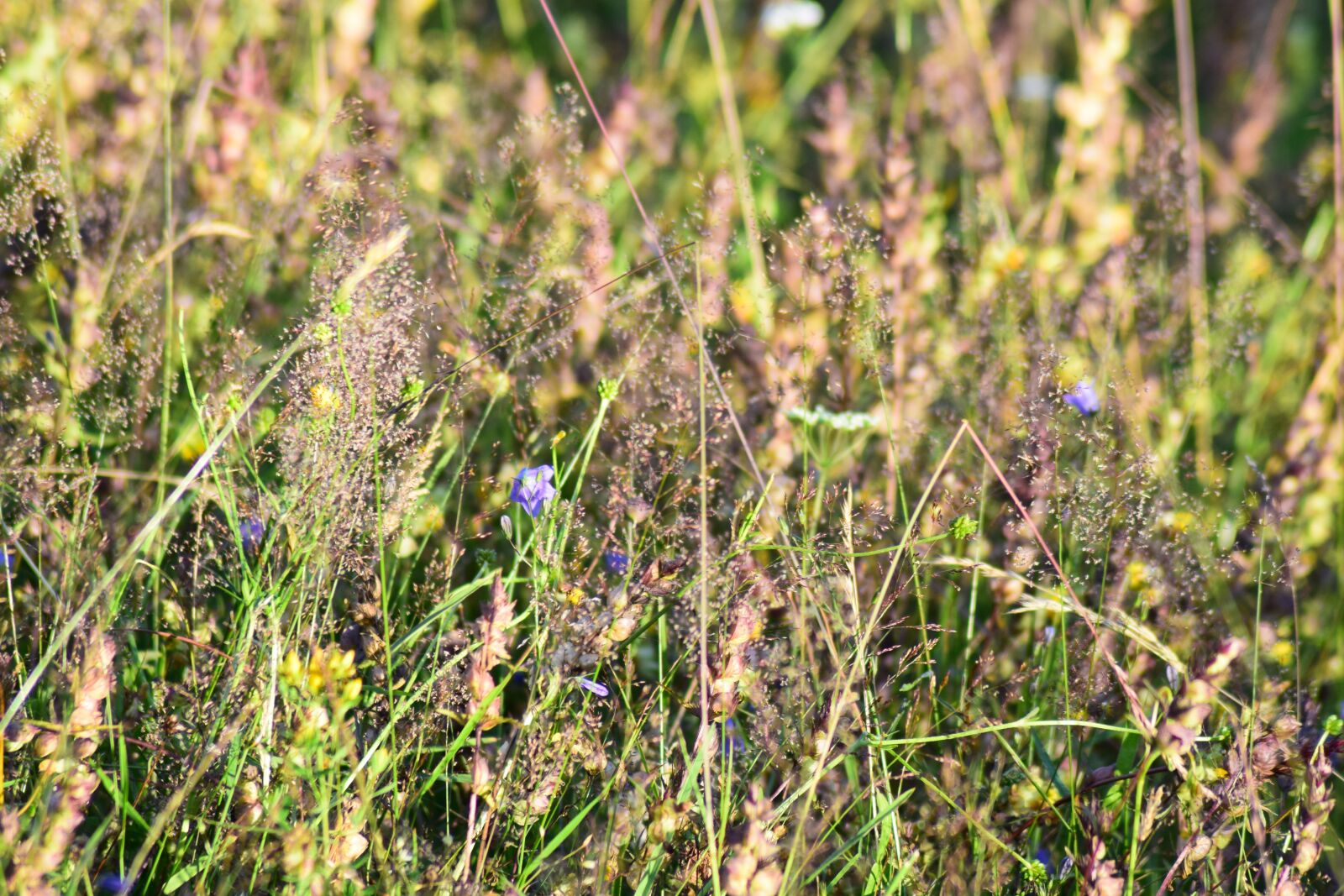 Nikon D3300 sample photo. Grasses, summer, landscape photography