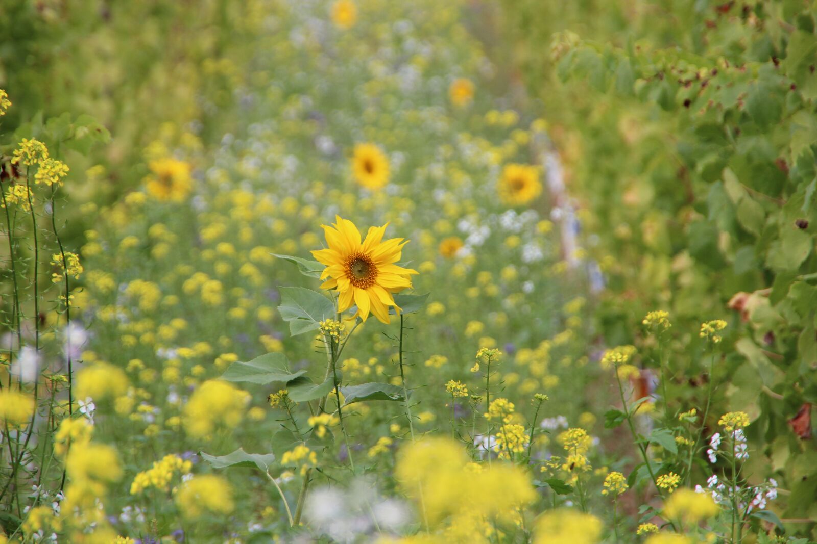 Canon EOS 600D (Rebel EOS T3i / EOS Kiss X5) sample photo. Sunflower, vineyard, autumn flowers photography