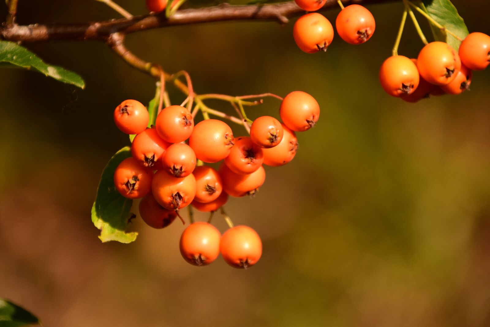 Nikon D3300 sample photo. Rowanberries, orange, berries photography