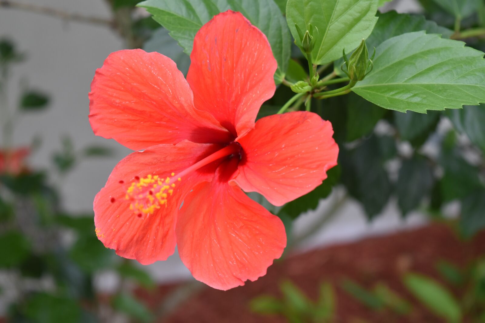 Nikon D5500 sample photo. Flower, florida, natural photography