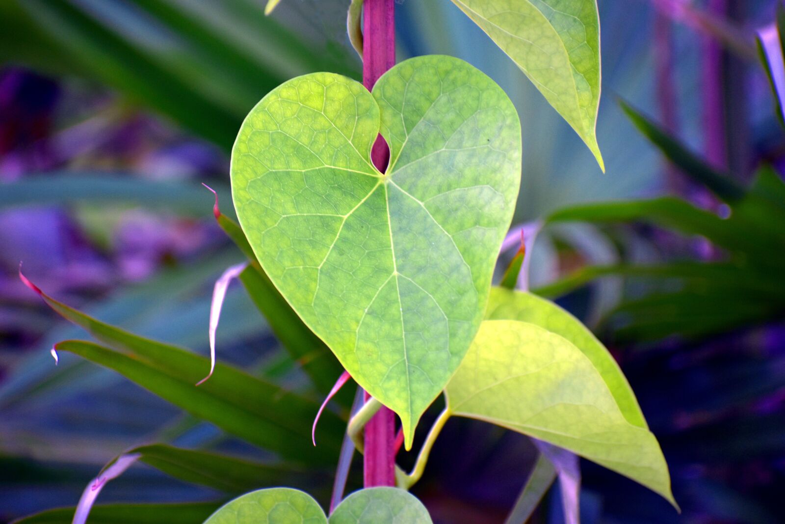 Nikon D5600 sample photo. Heart-leaved moonseed, guduchi, giloy photography