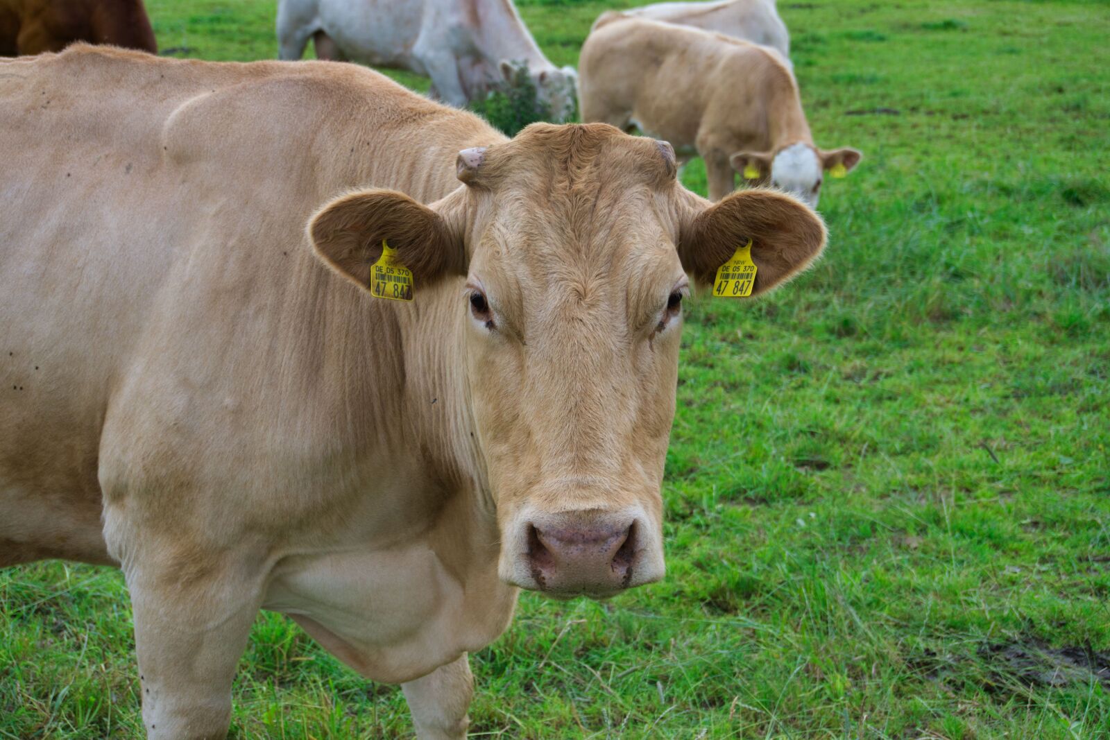 Sony a6000 sample photo. Cows, farm, cattle photography