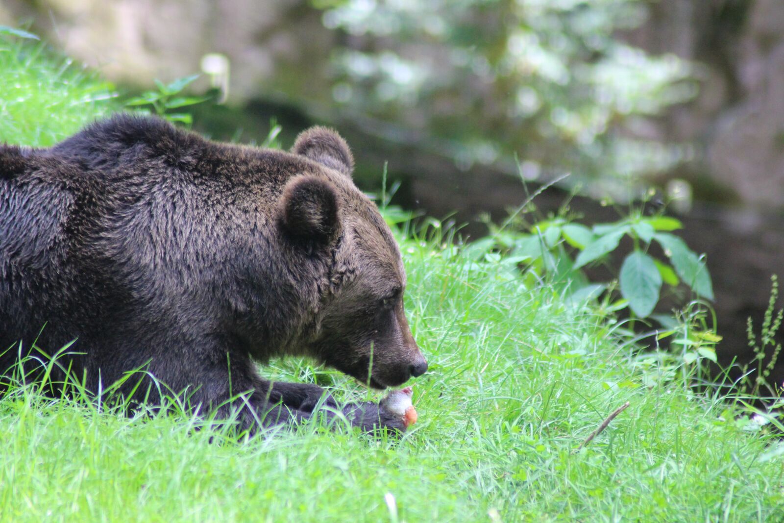Canon EOS 700D (EOS Rebel T5i / EOS Kiss X7i) sample photo. Bear, wild, brown bear photography