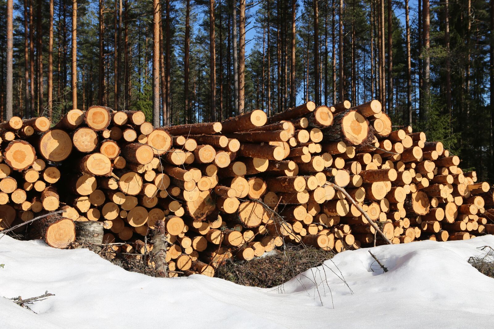 Canon EOS 6D + Canon EF 24-70mm F2.8L USM sample photo. Forest, the forest industry photography
