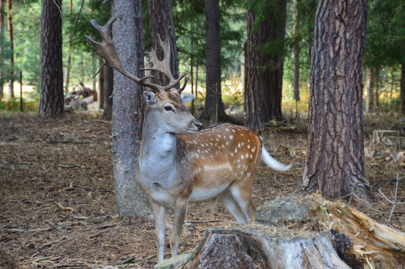 Nikon D3200 sample photo. Fallow deer, fallow deer photography