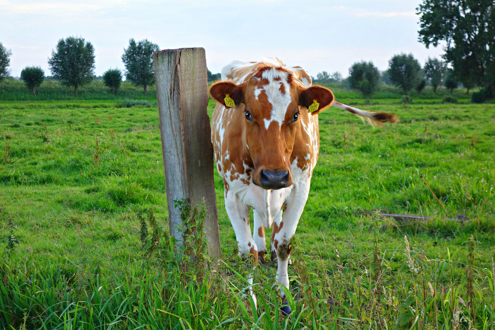 Sony Cyber-shot DSC-RX100 sample photo. Animal, bovine, cattle, countryside photography