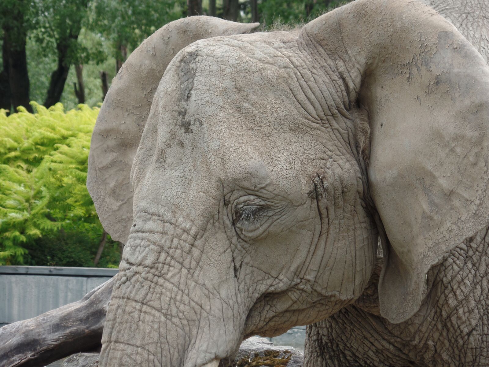 Samsung WB350F/WB351F/WB352F sample photo. Elephant, zoo, africa photography