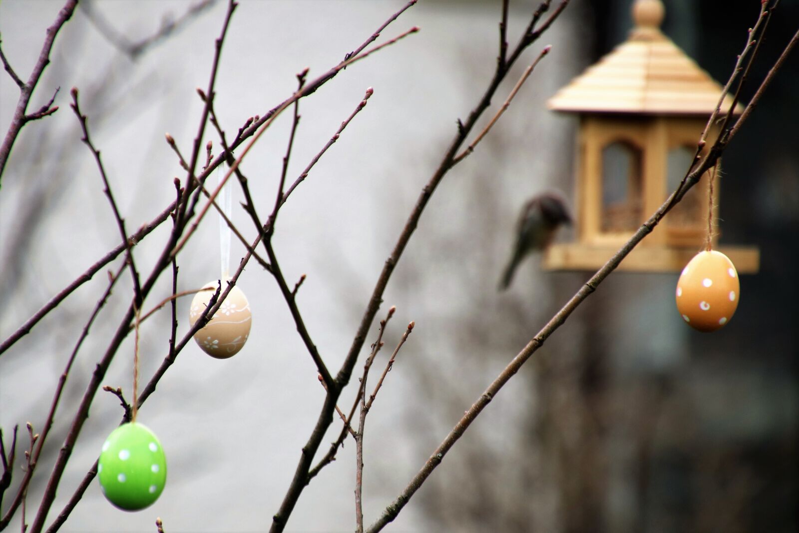 Canon EOS 80D sample photo. The decision-add, bird, eggs photography