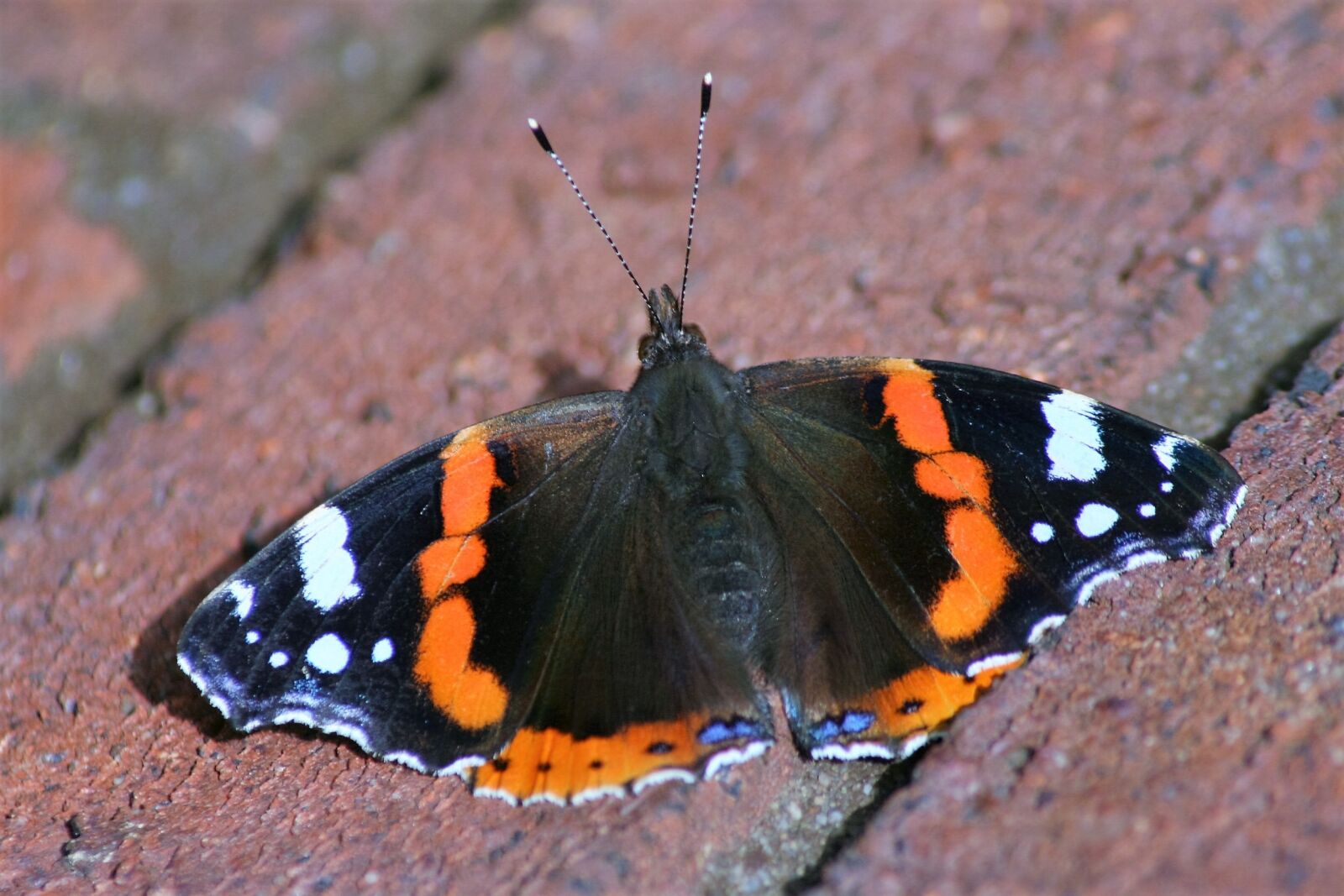Canon EOS 350D (EOS Digital Rebel XT / EOS Kiss Digital N) sample photo. Butterfly, insect, peacock photography