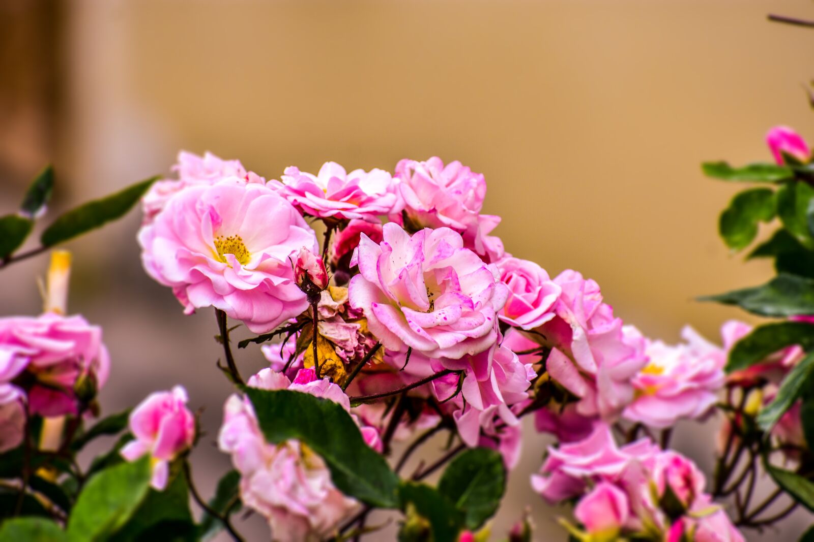 Nikon D3400 sample photo. Roses, lindas, beautiful photography