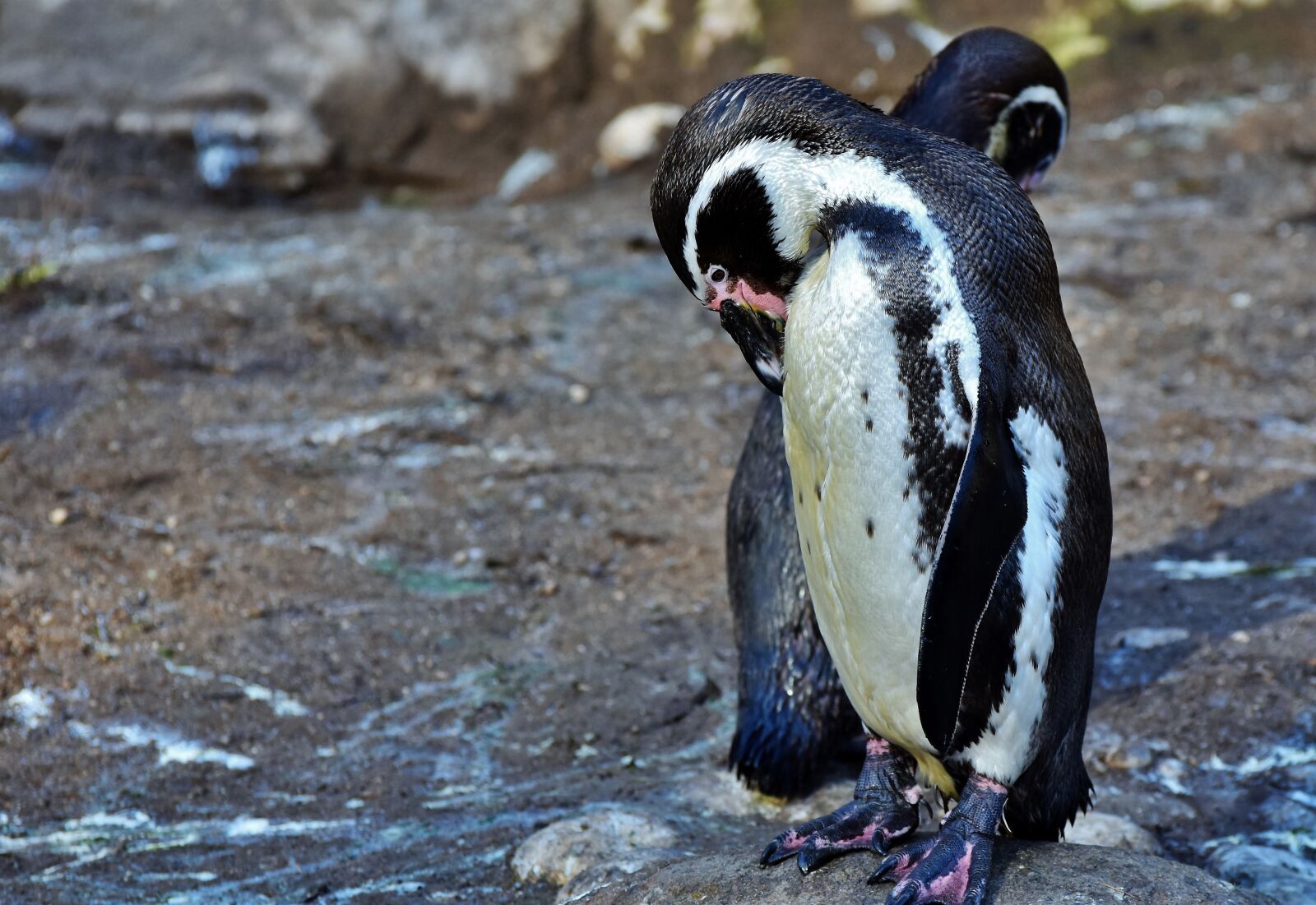 Nikon D7200 sample photo. Penguin, bird, water bird photography