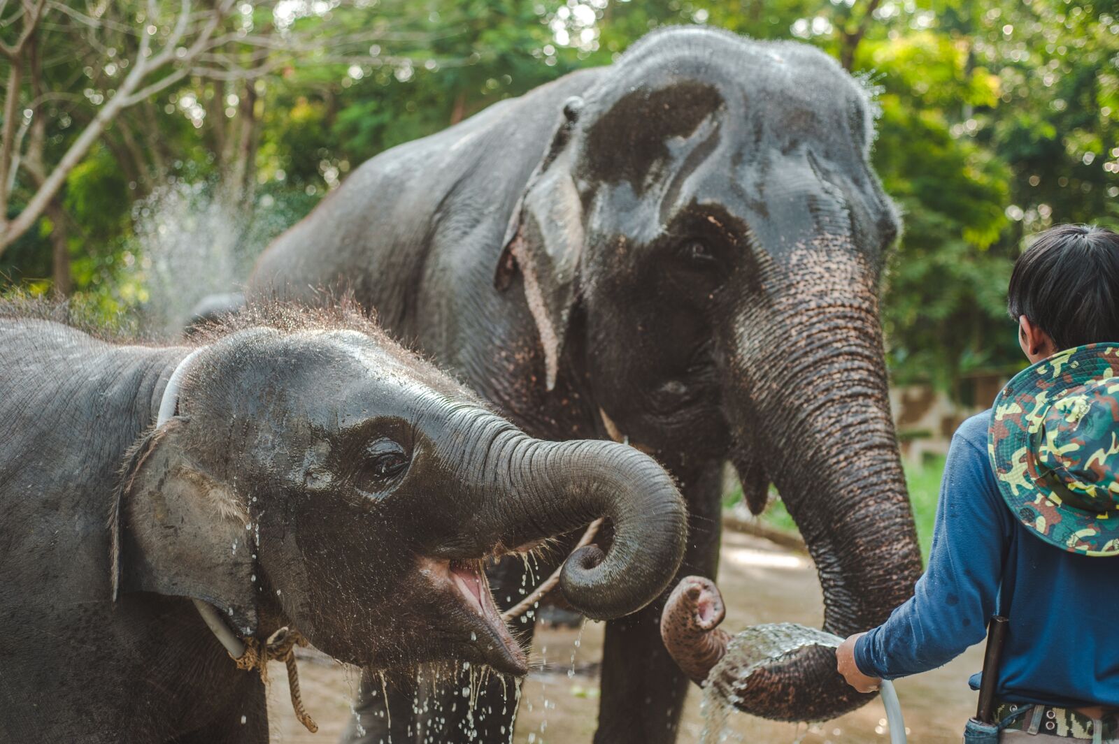 Nikon D700 sample photo. Thailand, elephant, small photography
