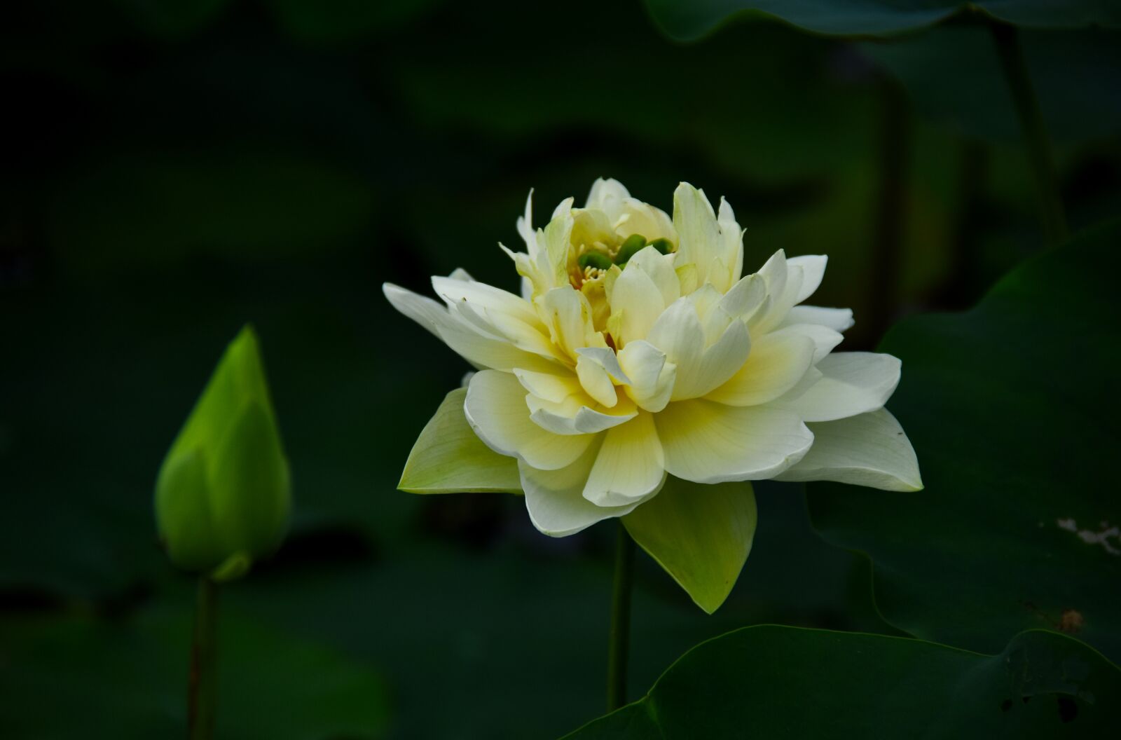 Nikon D7200 sample photo. Golden lotus, blooming, flower photography