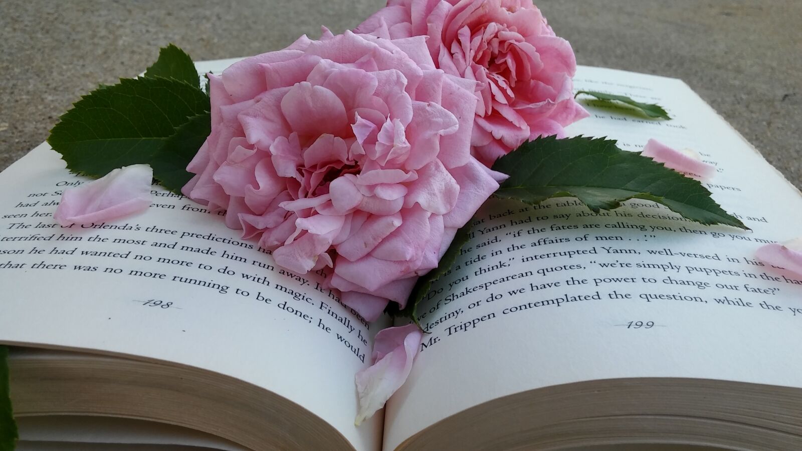 LG G STYLO sample photo. Pink roses, book, flower photography