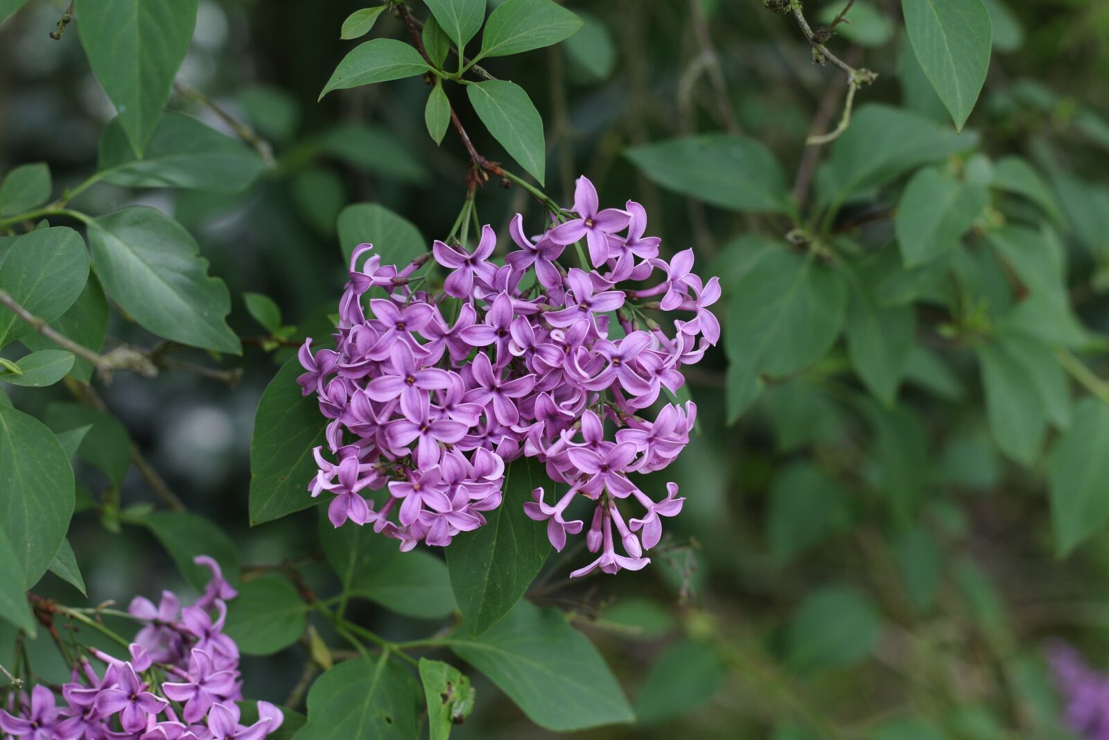 Canon EOS 70D + Canon EF 50mm F1.8 STM sample photo. Lilac, shrub, nature photography
