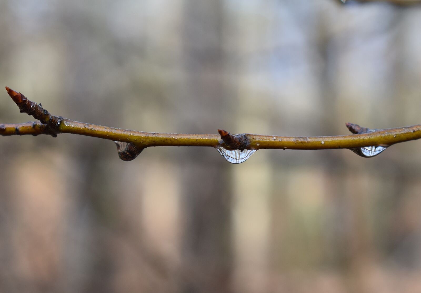 Nikon D3300 sample photo. Raindrops on branch, rain photography