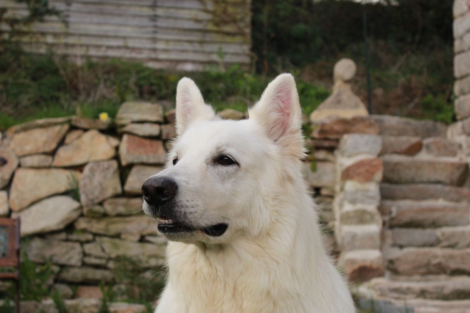 Canon EOS 1200D (EOS Rebel T5 / EOS Kiss X70 / EOS Hi) sample photo. Swiss white shepherd, animals photography