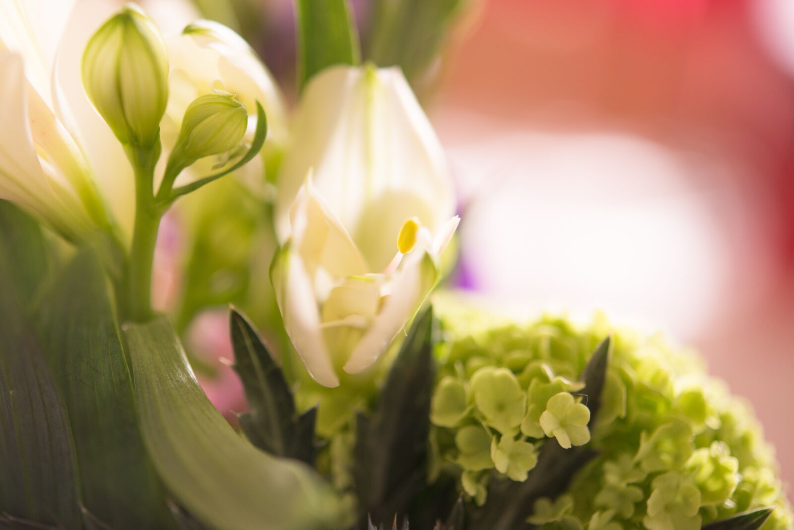 Nikon D600 sample photo. Flower, white, blossom photography