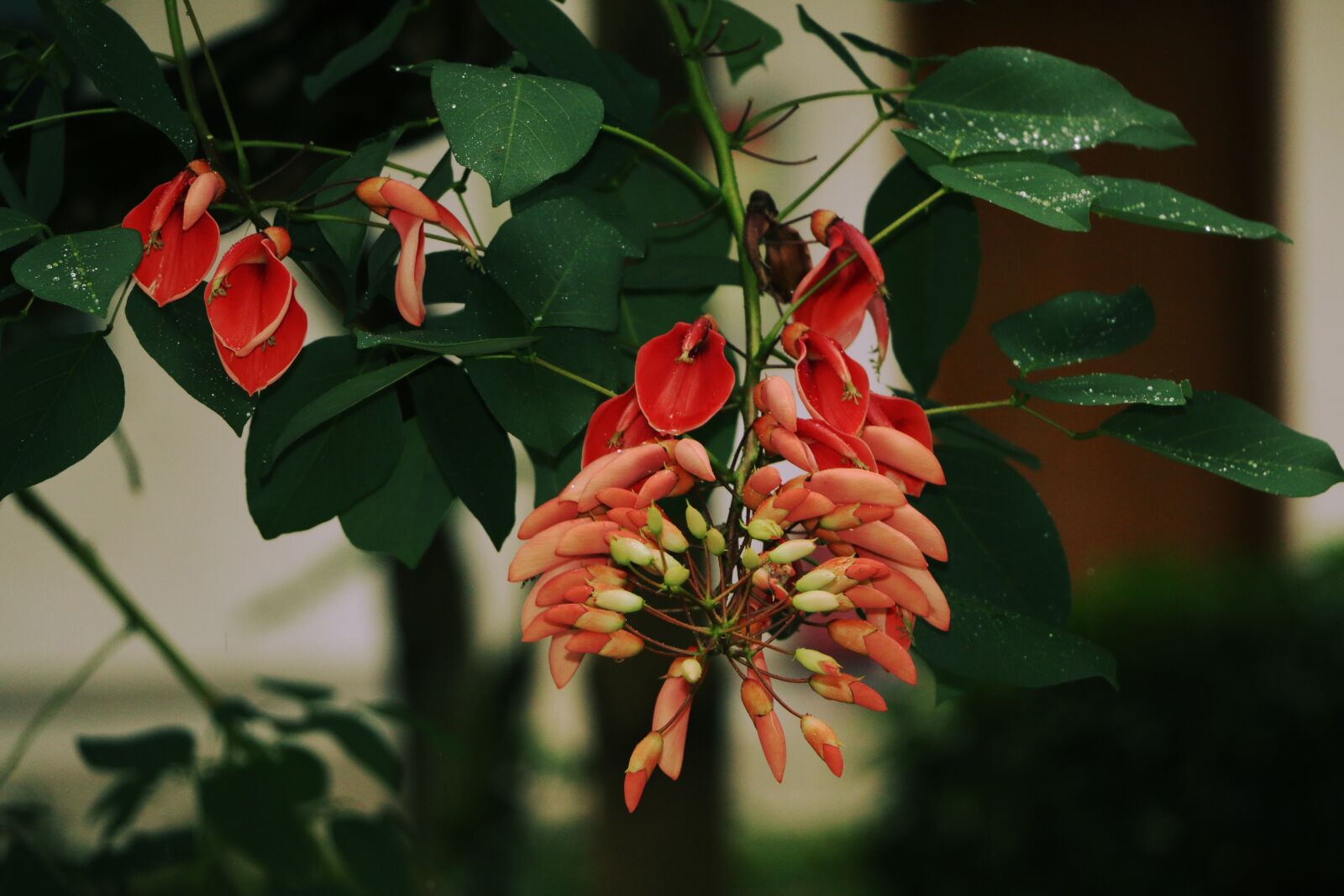 Canon EOS 70D sample photo. Erythrina, red flowers, green photography