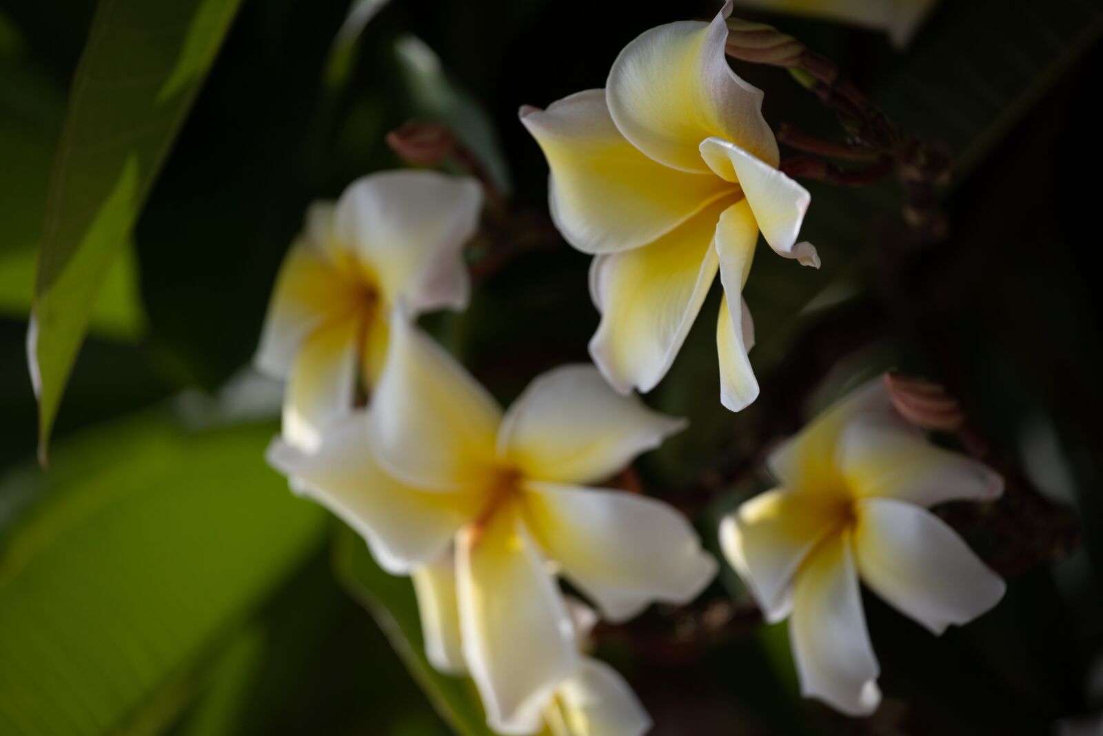 Canon EOS RP sample photo. Plumeria, flower, thailand photography