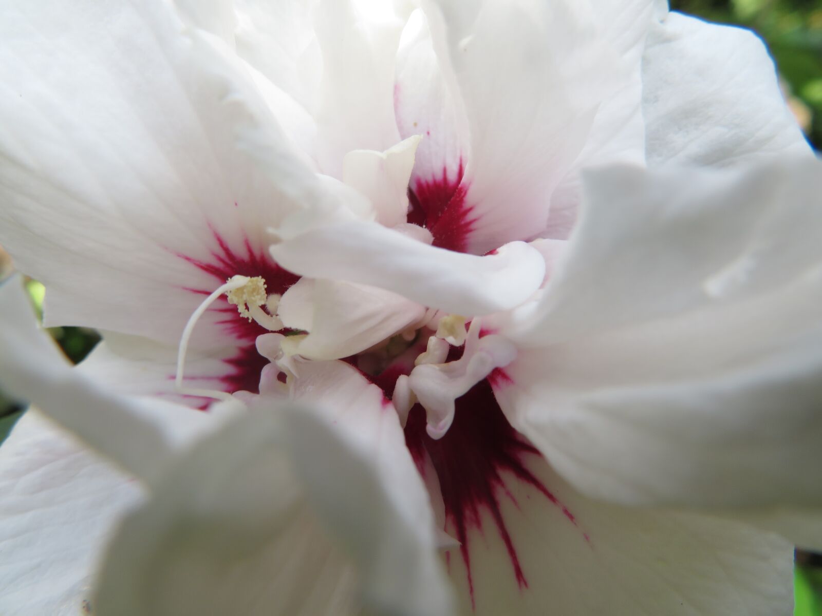 Canon PowerShot SX720 HS sample photo. Flower, hibiscus, blossom photography