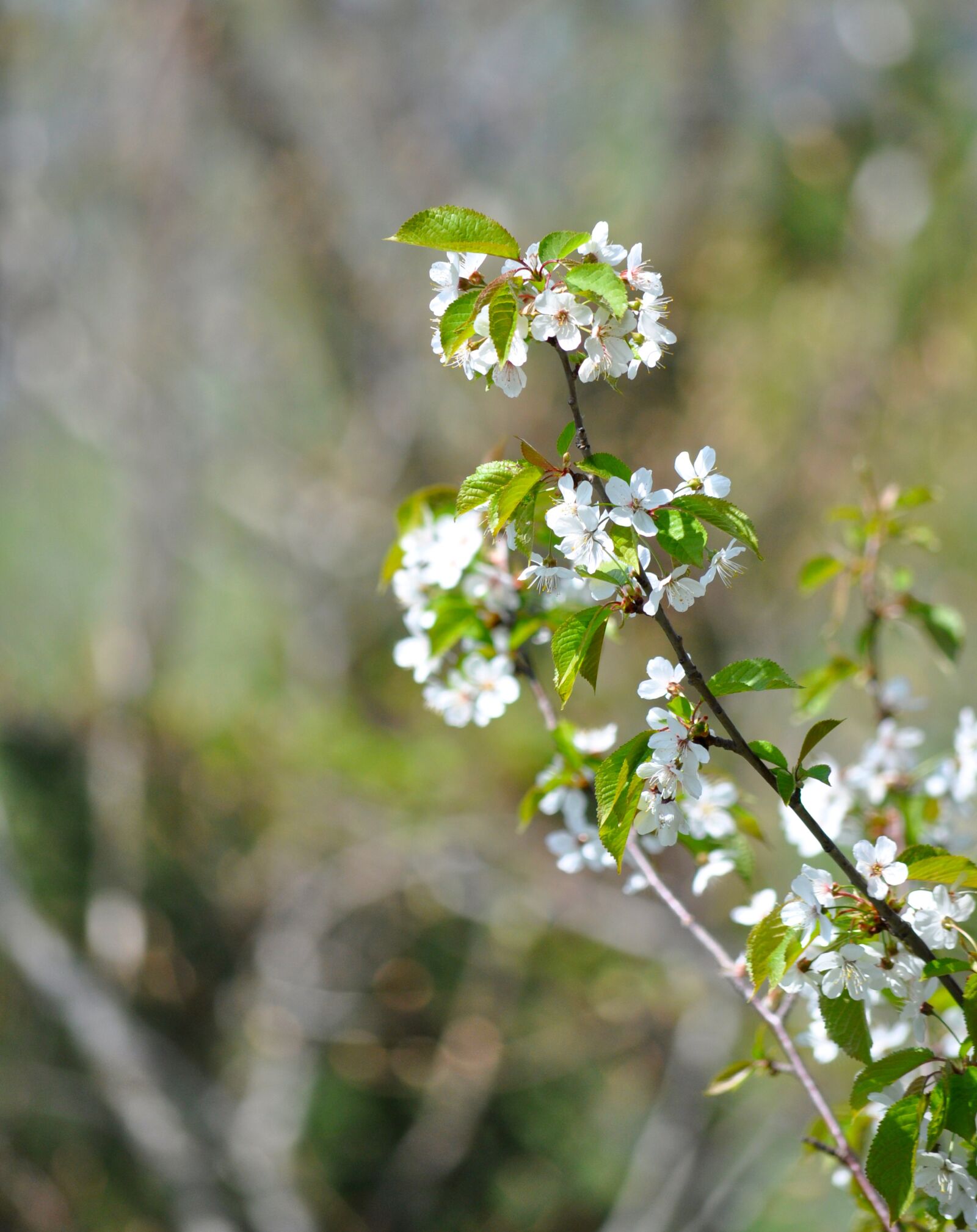 Nikon D90 sample photo. Cherry blossom, cherry tree photography