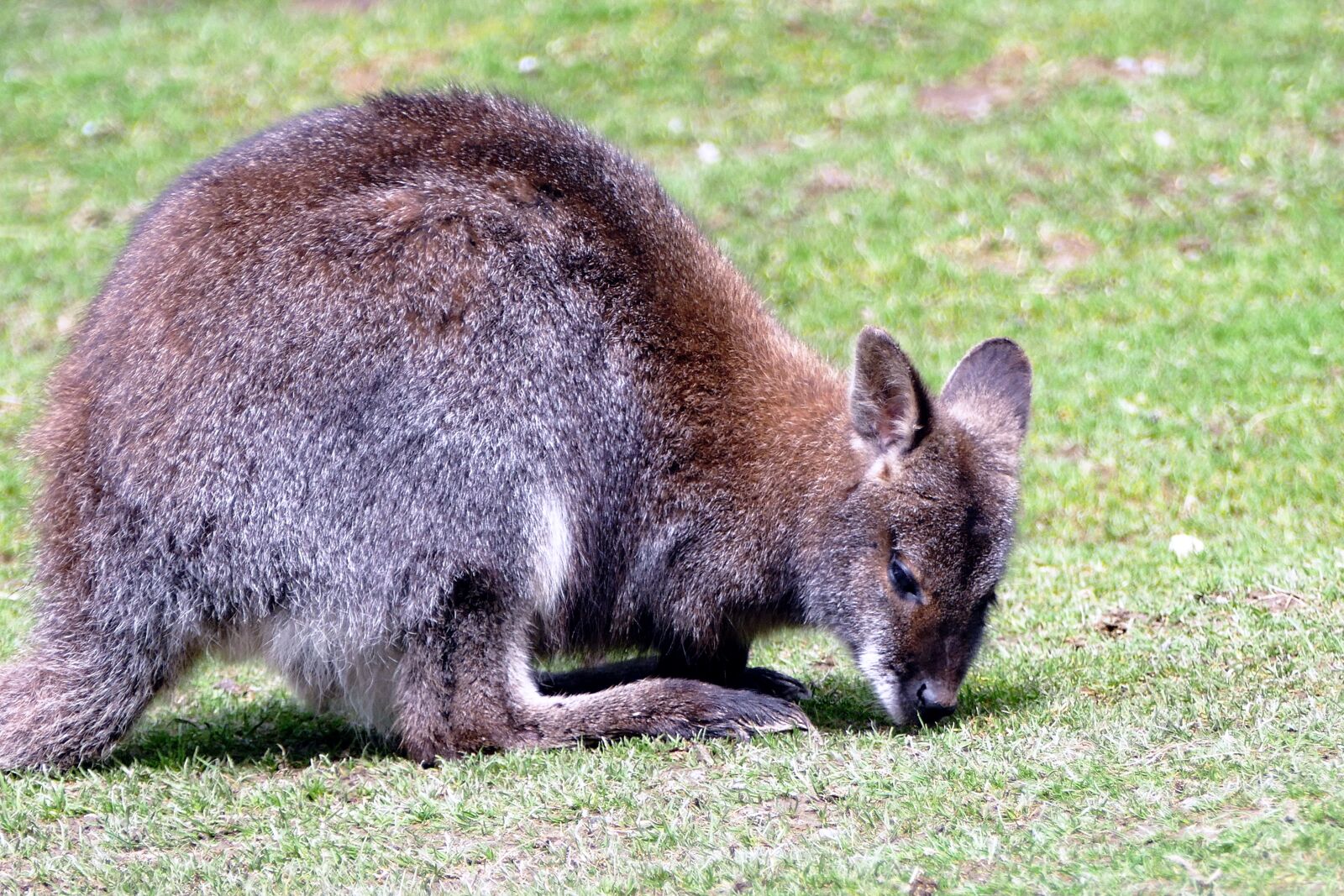 Panasonic Lumix DMC-FZ1000 sample photo. Wallaby, animal, wildlife photography
