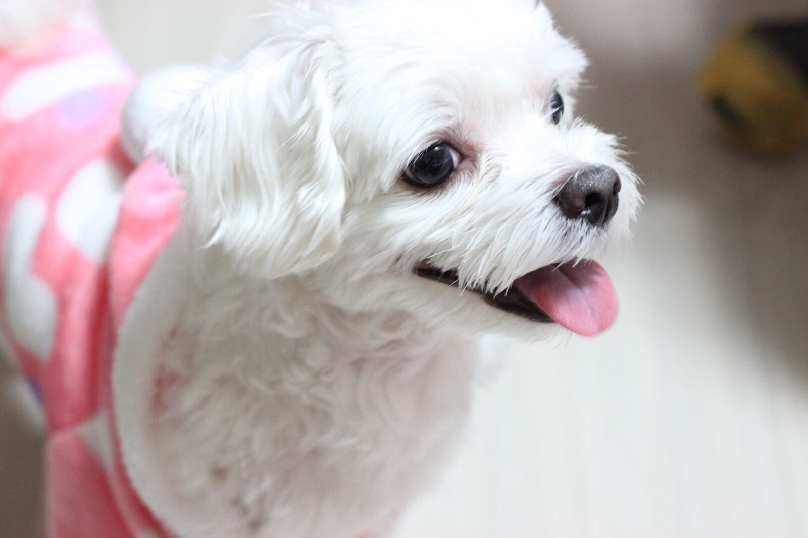 Canon EOS 500D (EOS Rebel T1i / EOS Kiss X3) sample photo. Puppy, dog, maltese photography