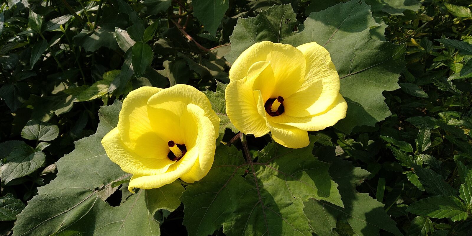 Xiaomi Redmi Note 5 sample photo. Wild, flower, nature photography