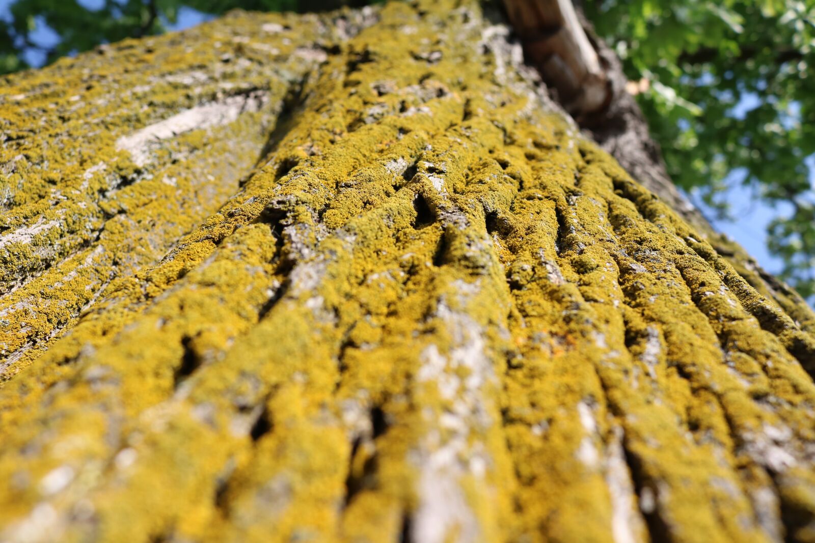 Canon EOS 760D (EOS Rebel T6s / EOS 8000D) + Canon EF-S 18-55mm F3.5-5.6 IS STM sample photo. The bark, moss, tree photography