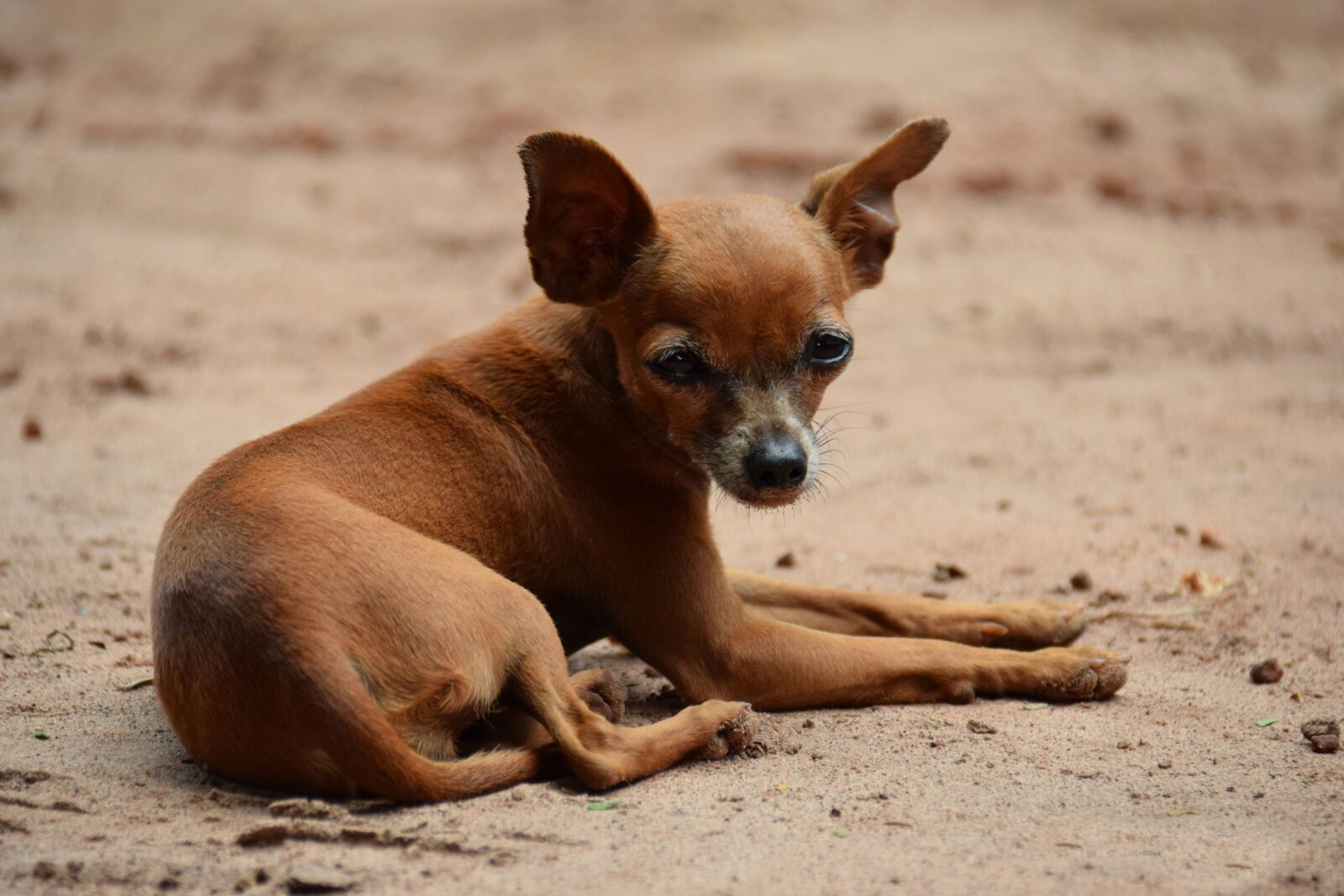 Nikon D5300 sample photo. Dog, pet, animal photography