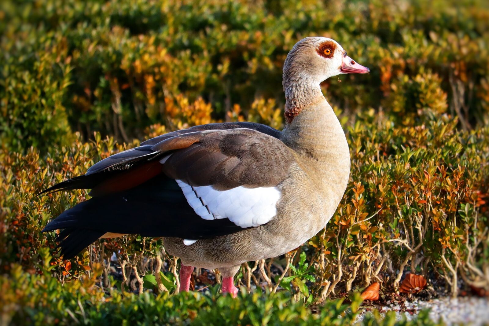 Canon EOS M50 (EOS Kiss M) sample photo. Duck, animal, wild duck photography