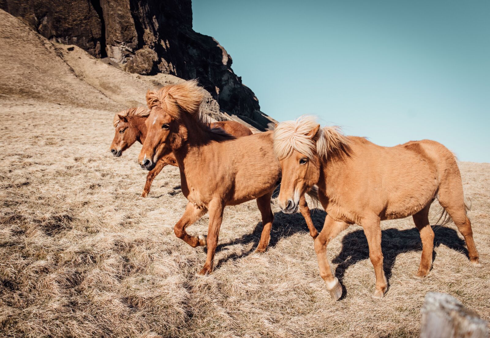 Nikon D750 sample photo. Nature, animals, horses photography
